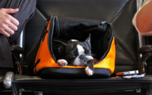 flying home with your dog for the holidays