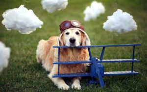 flying home with your dog for the holidays