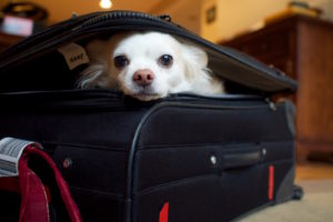 flying home with your dog for the holidays