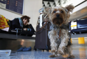 flying home with your dog for the holidays