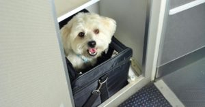 Airline approved carries for flying with dogs.