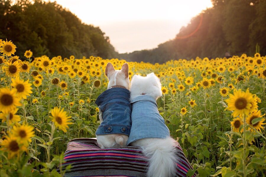 It's More Than Puppy Love: An Interview with Instagram's Engaged Dog Couple It's More Than Puppy Love: An Interview with Instagram's Engaged Dog Couple