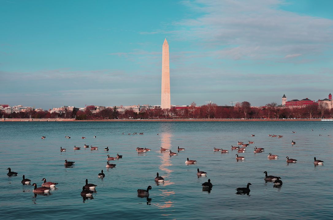 10 Dog Friendly Hotels Dc Offers Its Guests Barkly Pets