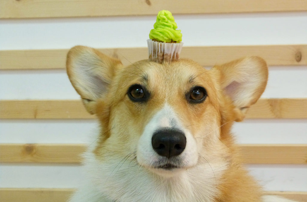 district dog brooklyn