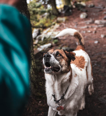 A dog stopped taking command from owner on dirt hiking trail