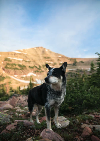 black and white spotted dog on rocky trail with foothills in the background