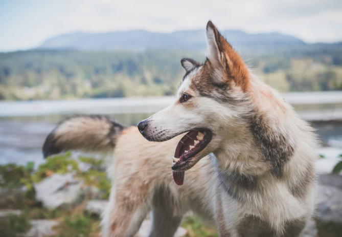 A Husky with his tongue out enjoying the outdoors. Mountains are in the backdrop.