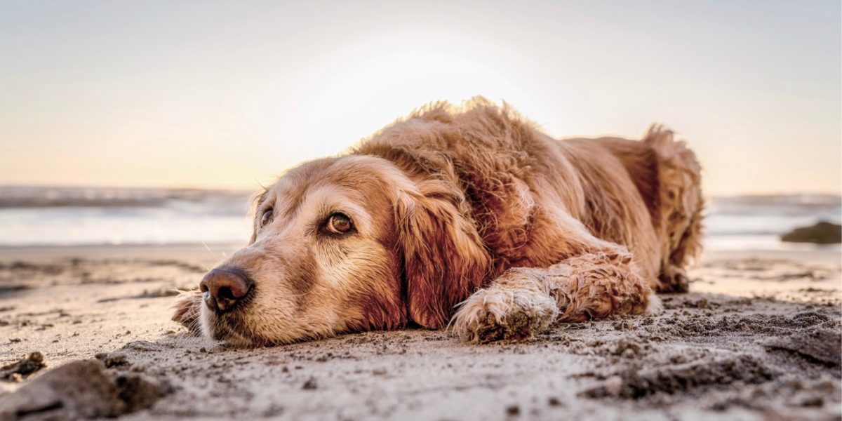 Golden retrieve laying in the sand.