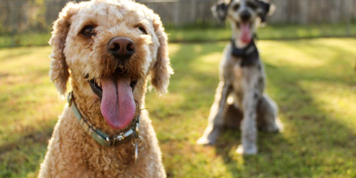Two dogs playing in a Brooklyn dog park.