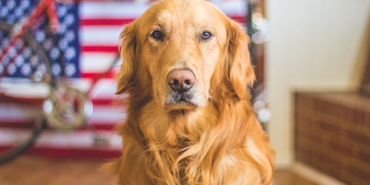 The Fourth of July is always a great holiday, but as dog owners we must be mindful of how our dogs will react to fireworks. This photo is of a Golden Retriever with an American flag in the background.