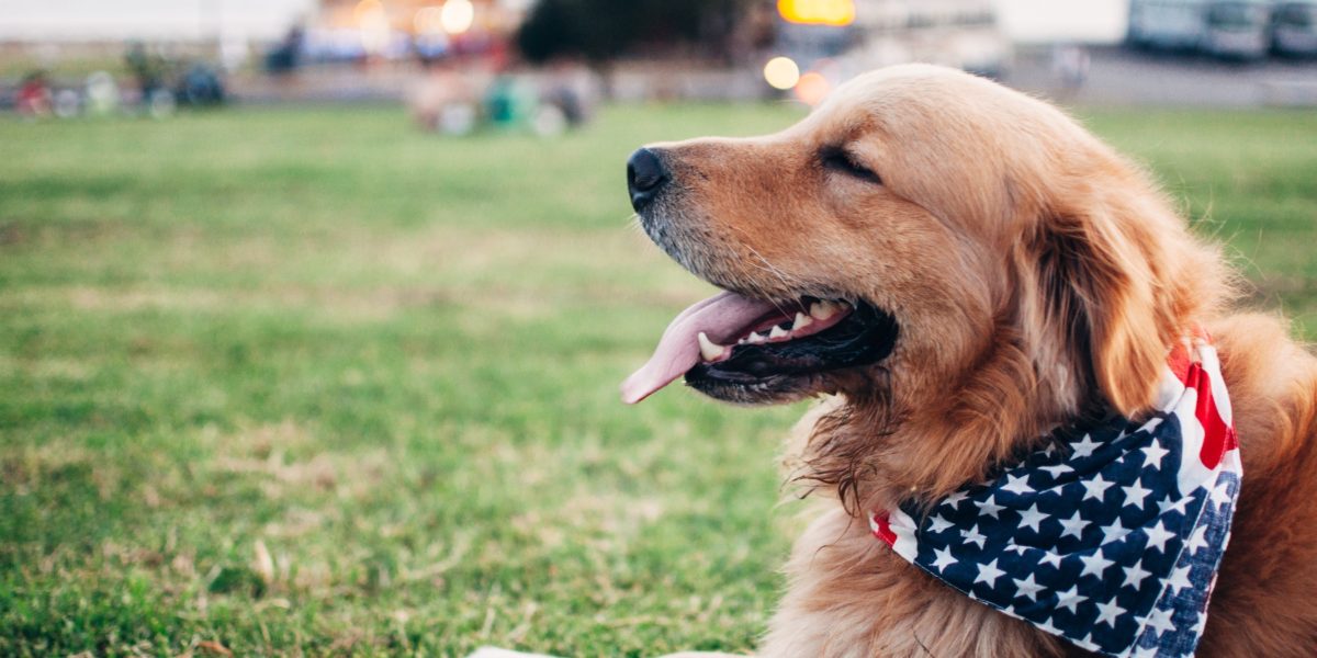 A golden retriever wearing an American flag bandana during the Fourth of July. Fireworks and dogs are a dangerous combination so be cautious about your plans with your dog during the holiday.