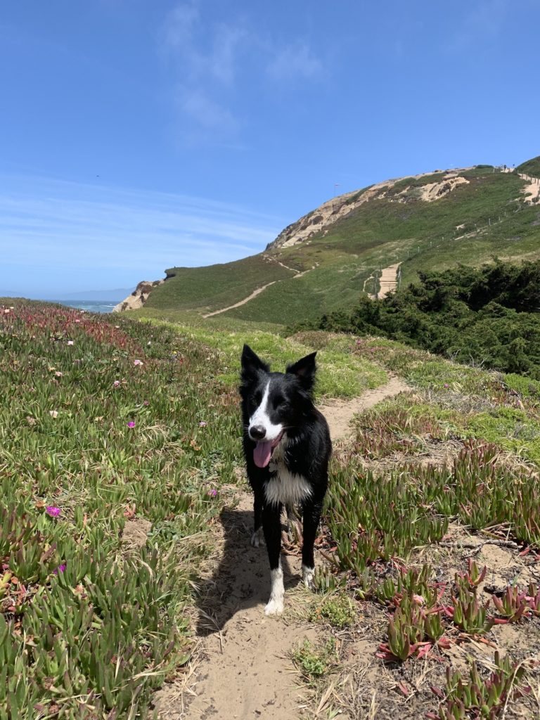 A border collie on a trail in Fort Funston, an off leash dog park in San Francisco.