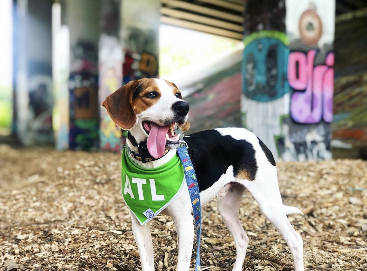 Dog Parks in Atlanta Here are 5 of the Most Popular Barkly Pets