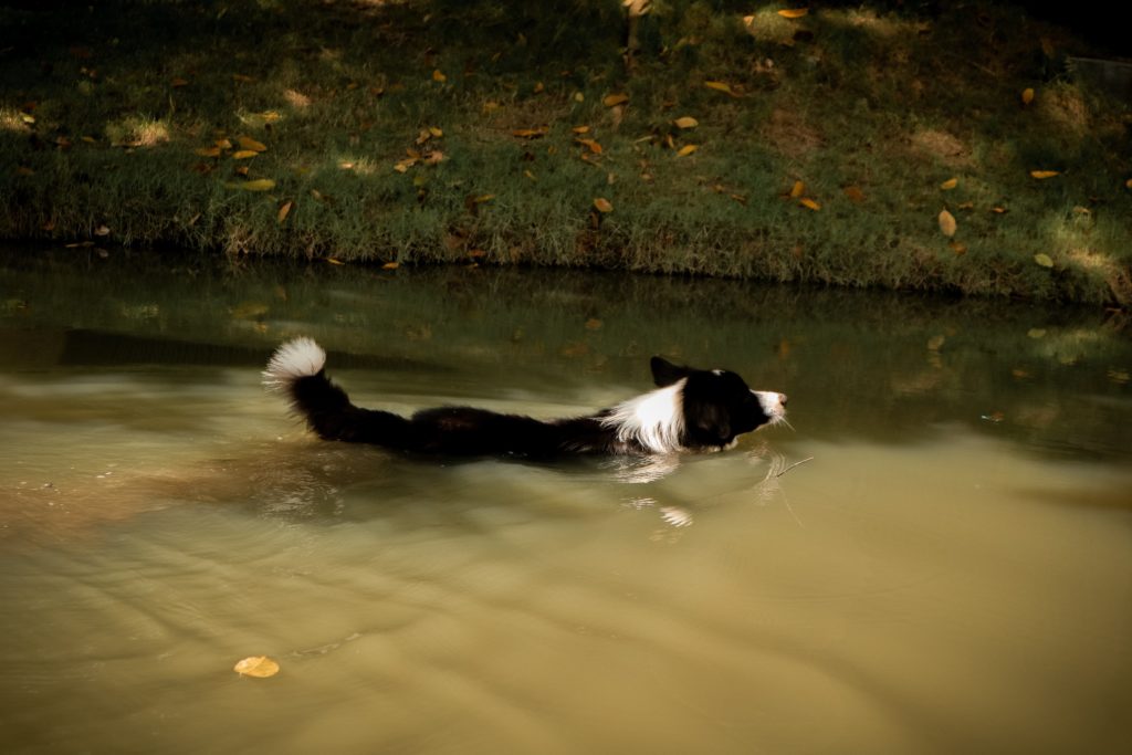 A border collie swimming in a pond at a dog park.
