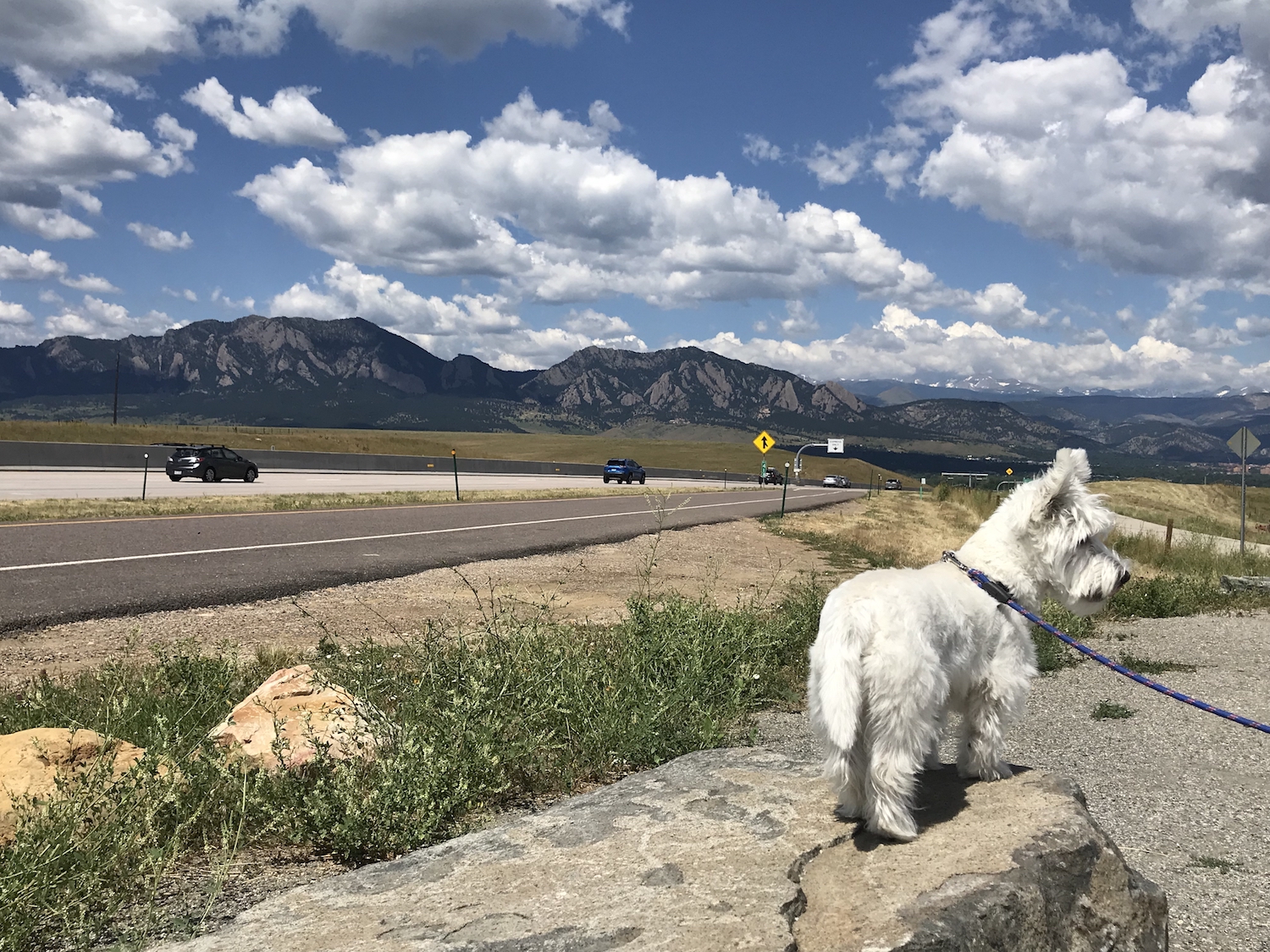 Best Denver Dog Parks Who Made the List? Barkly Pets