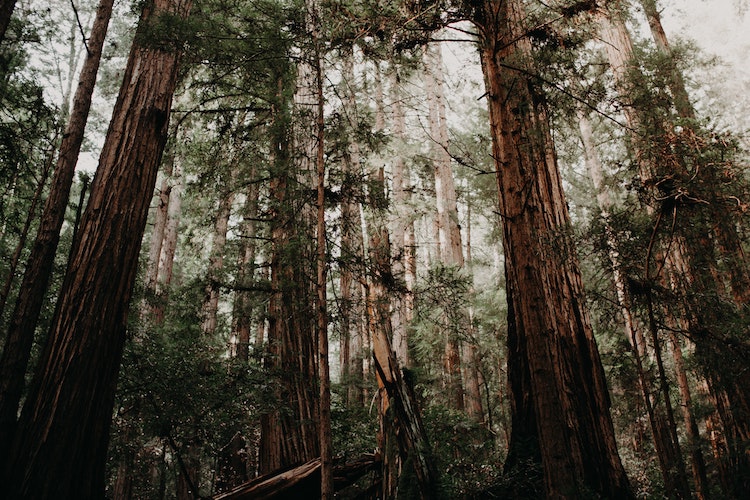A photo from the Muir Wood forest near San Fransisco, CA.