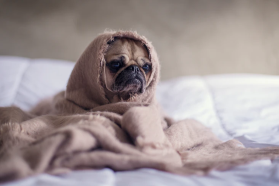 Cbd And Pets How To Help Your Dog With Anxiety Barkly Pets