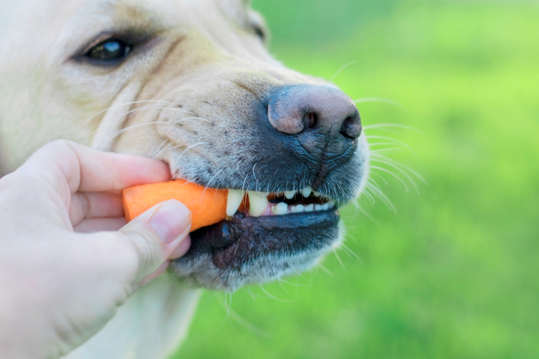 A golden retriever bites down on a carrot being given to them by their owner.