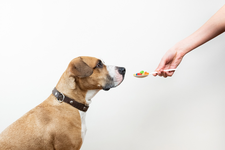 A brown and white boxer breed mix sits and looks at owner as owner hands out a spoon of what appear to be jelly beans.