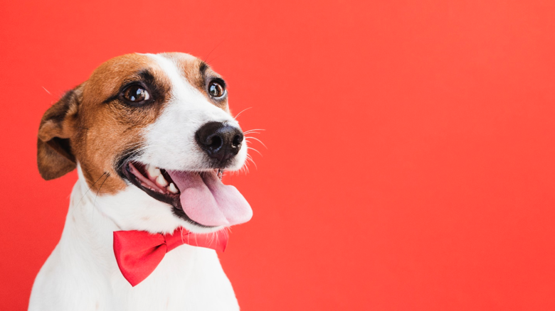 A brown and white terrier smiles at camera with tongue out and wearing a red bowtie with a red backdrop.