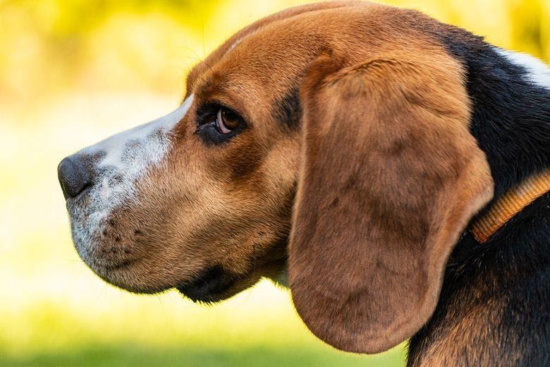 Profile view of a Beagle side glancing at the camera.