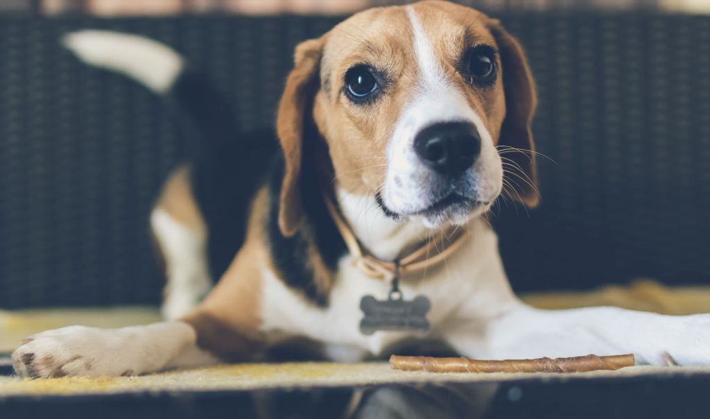 A beagle lays on floor wagging tail