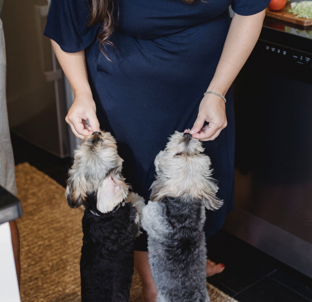 Two Schnauzer dogs being fed treats in the kitchen.