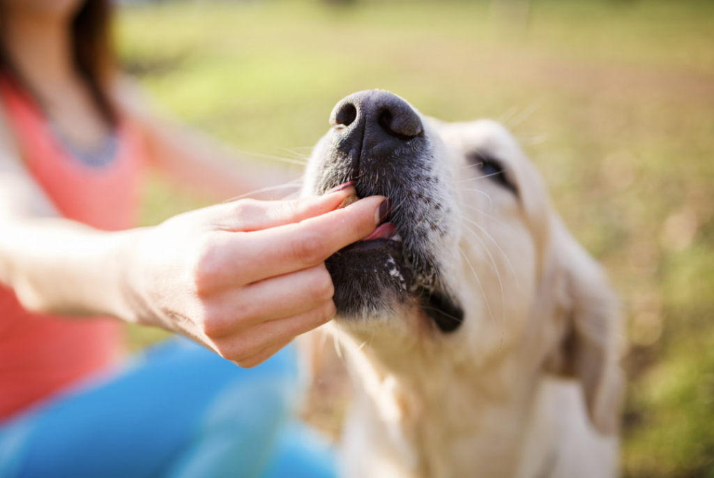 A Golden retriever eats a soft chew out of woman's hand.