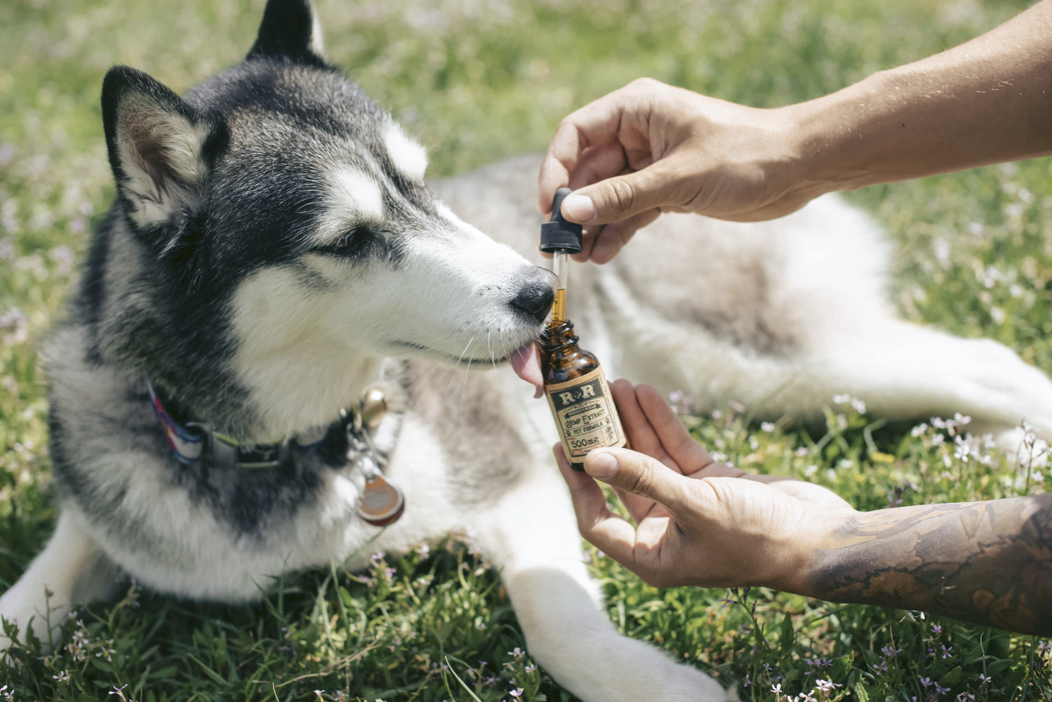 Husky licking CBD