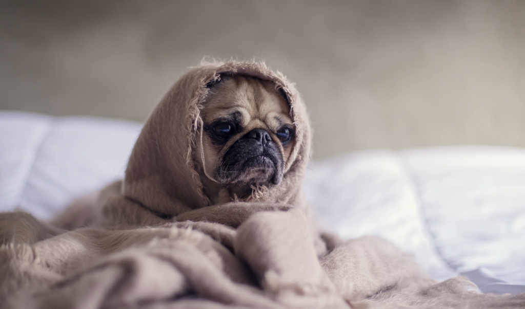 A Pug wrapped in a brown shawl looking anxious.